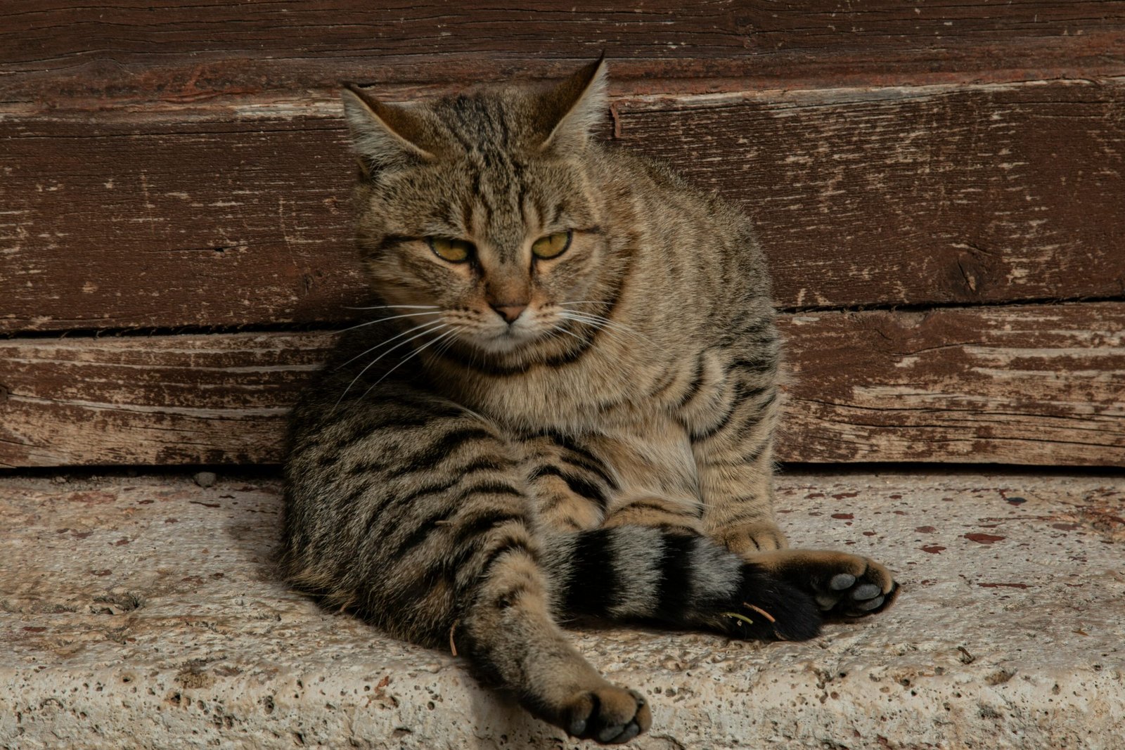 a striped cat sitting on a step next to a wooden wall