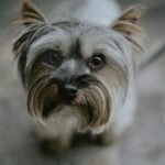 brown and black yorkshire terrier puppy