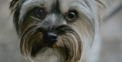 brown and black yorkshire terrier puppy