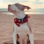 white and brown american pitbull terrier mix puppy sitting on brown sand during daytime