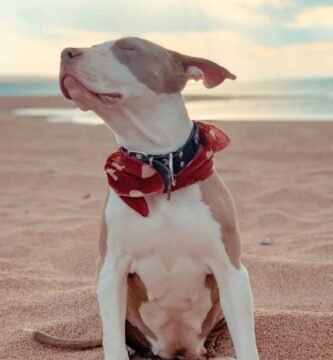 white and brown american pitbull terrier mix puppy sitting on brown sand during daytime