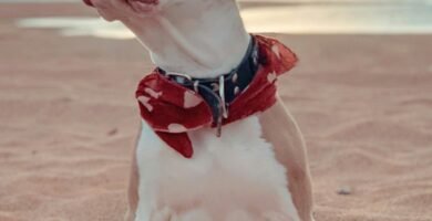 white and brown american pitbull terrier mix puppy sitting on brown sand during daytime