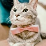 silver tabby cat with pink bowtie