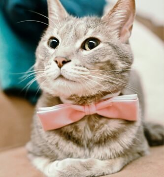 silver tabby cat with pink bowtie