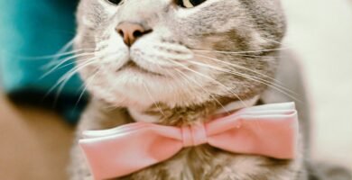 silver tabby cat with pink bowtie